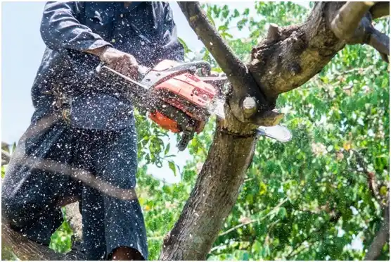 tree services Oljato-Monument Valley